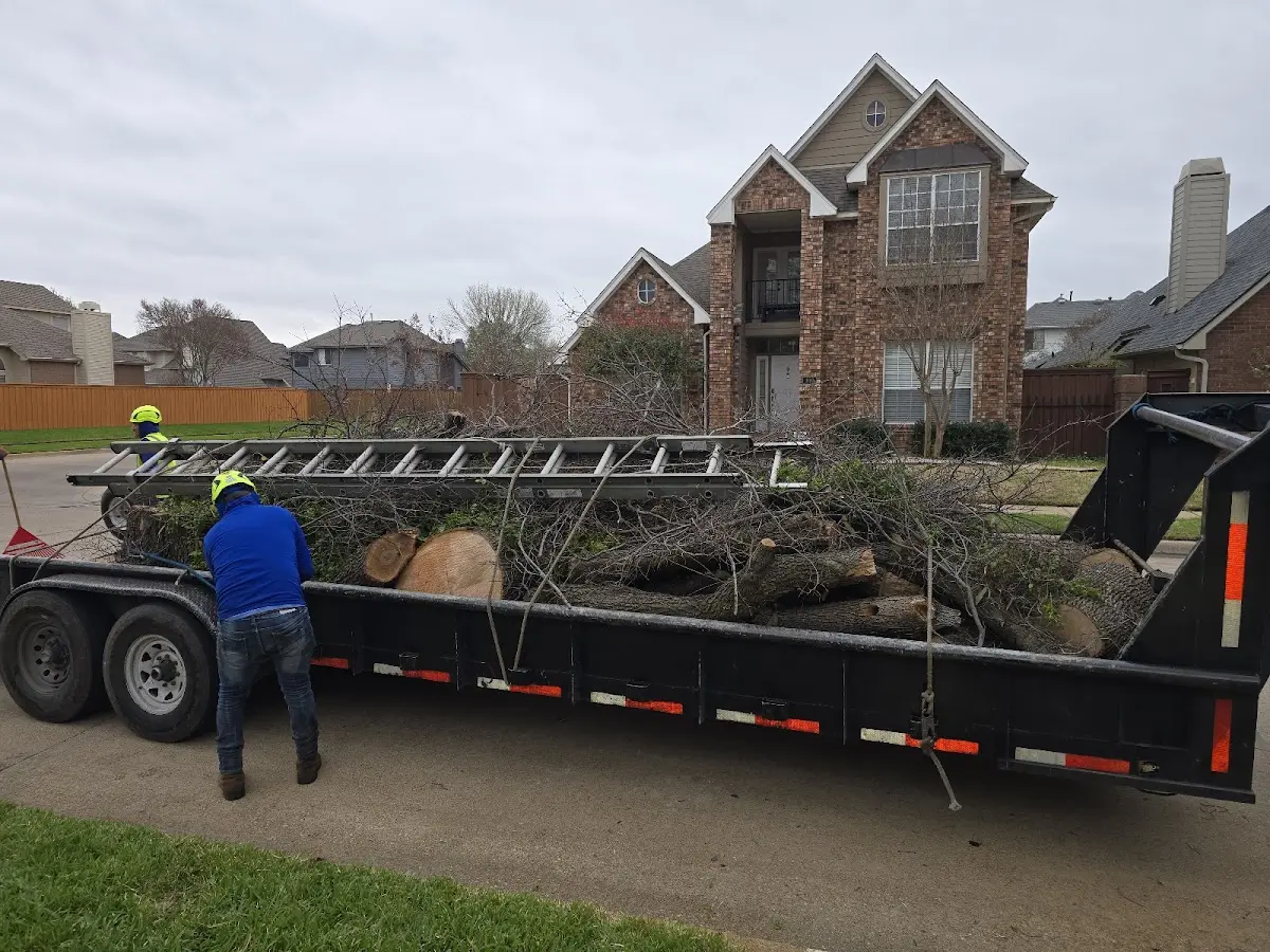 Expert Tree Fertilization with proper safety equipment in Colton